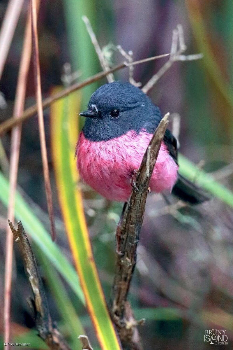 Petroica goodenovii