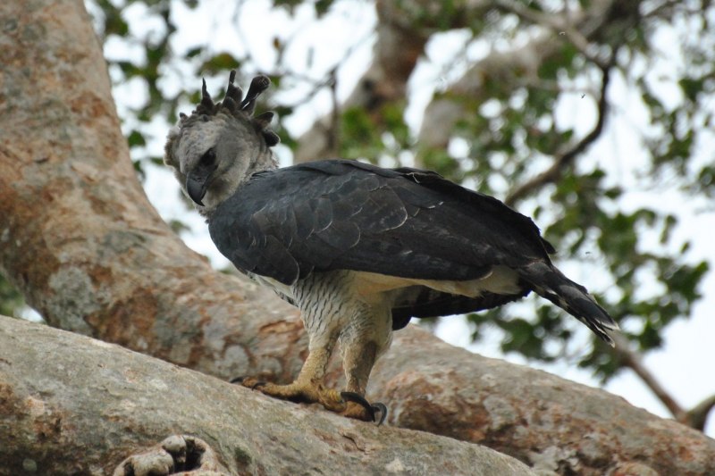Morphnus guianensis