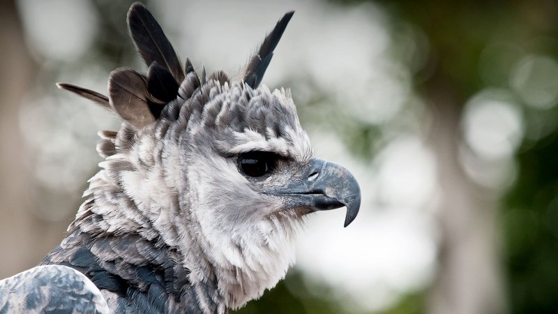 Harpy Eagle птица