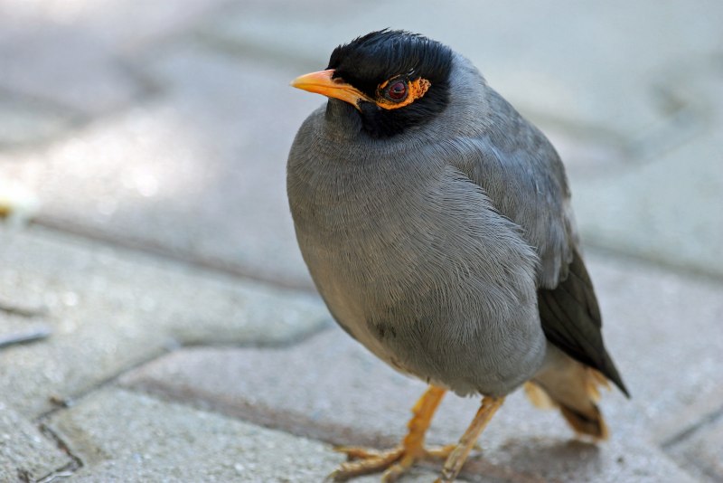 Птица Myna