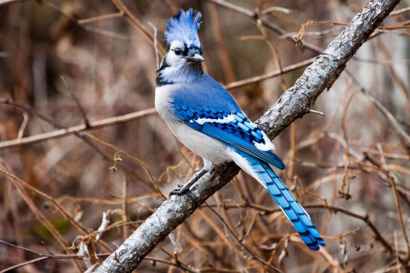 Сойка голубая (Cyanocitta cristata)