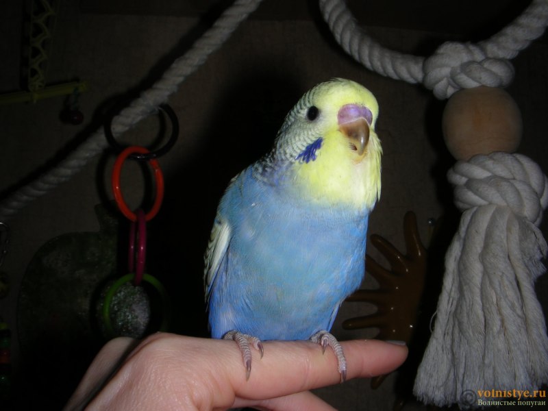 Попугайчик волнистый (Melopsittacus undulatus)