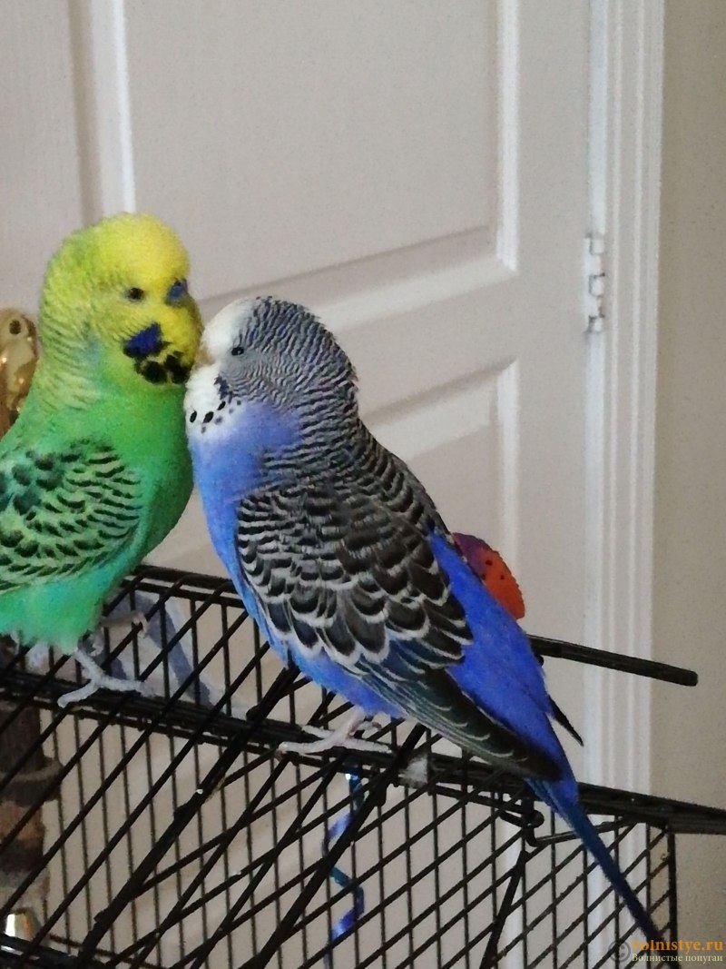 Волнистый попугай Budgie