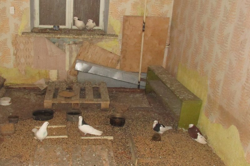 Клетка для голубей на свадьбу