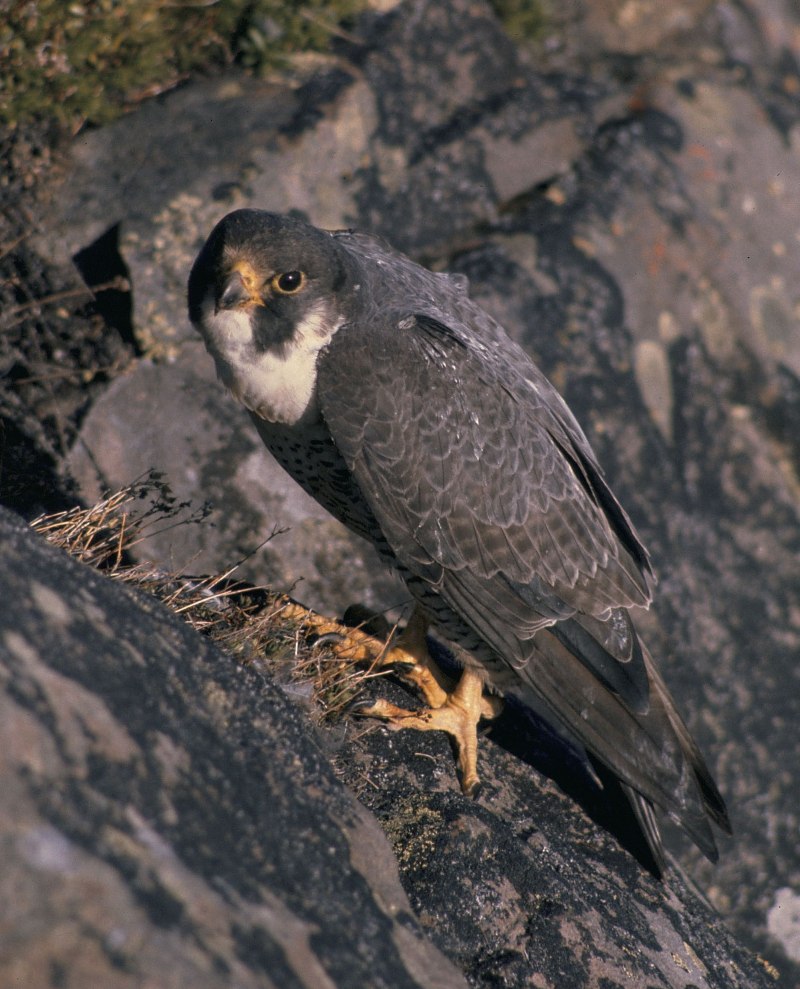Сапсан Falco peregrinus