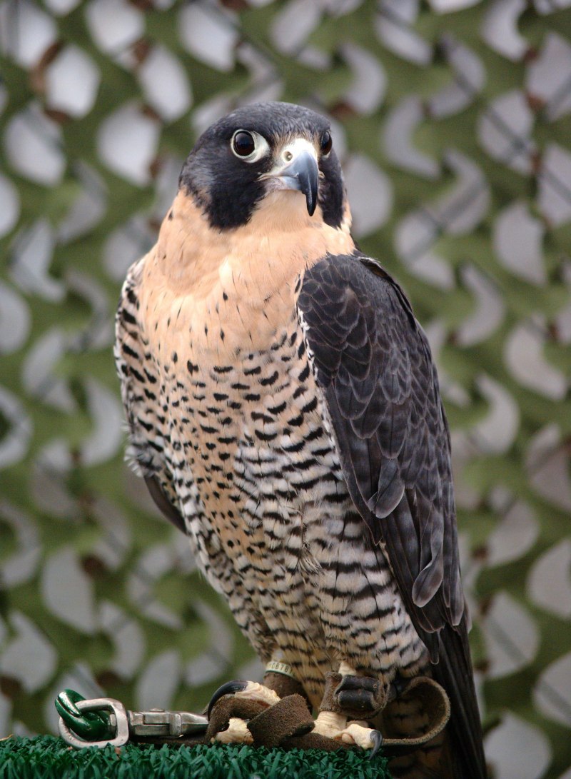 Сапсан Falco peregrinus