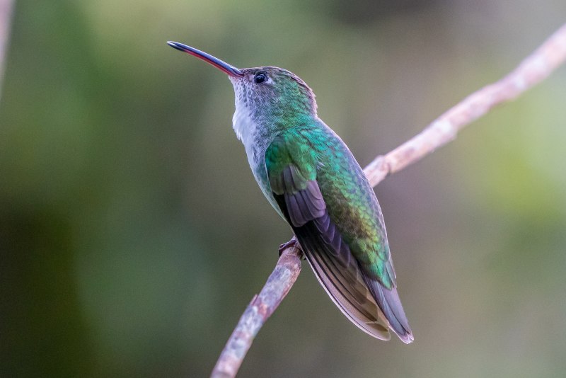 Honeycreeper
