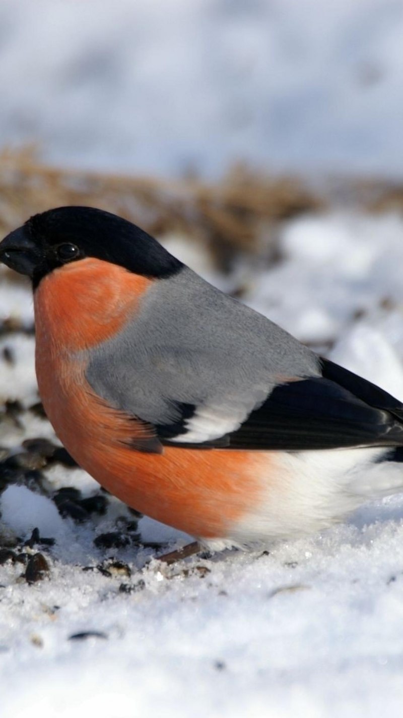 Bullfinch Снегирь