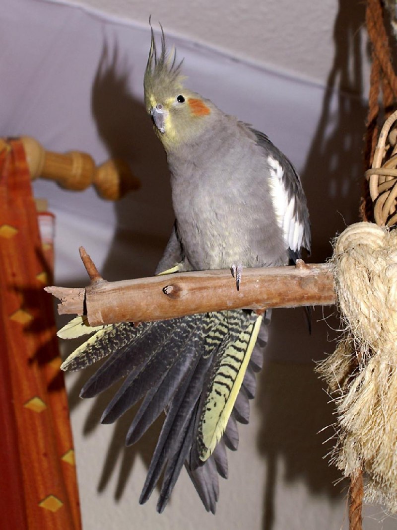 Корелла Cockatiel