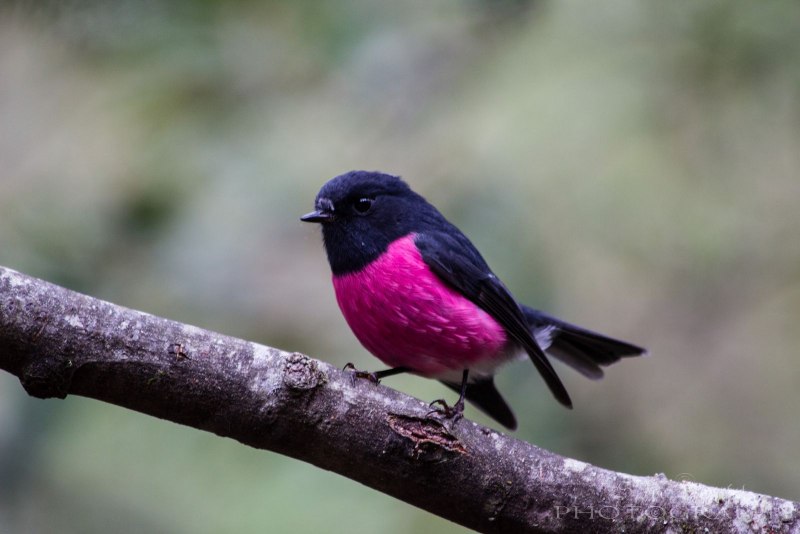 Resplendent Robin