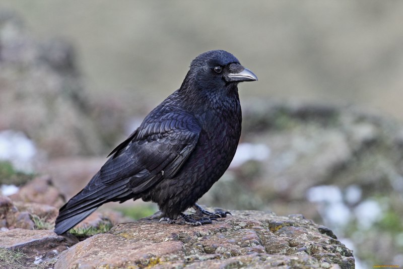 Corvus monedula