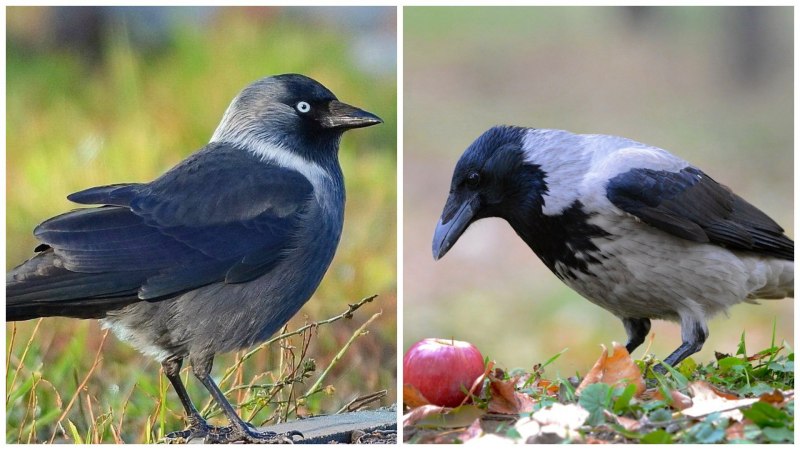 Галка (Coloeus monedula, Corvus monedula)