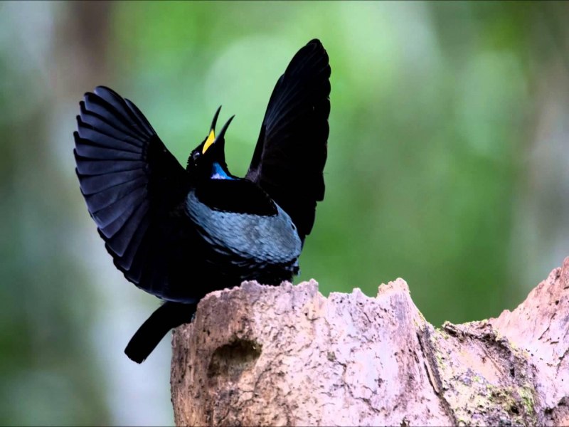 Vidua paradisaea
