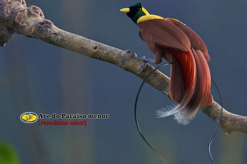 Ptiloris magnificus