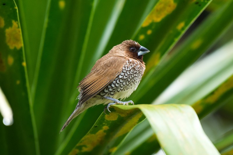 Paradisaea Rudolphi