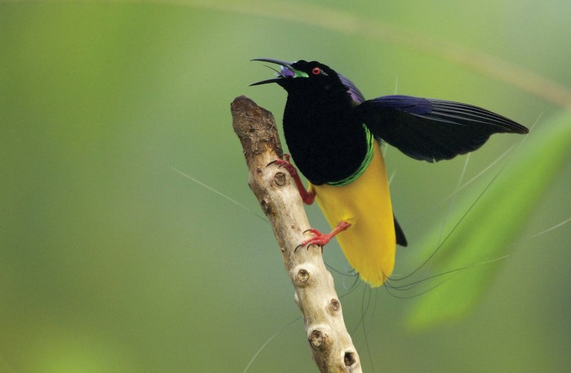 Paradisaea Rudolphi