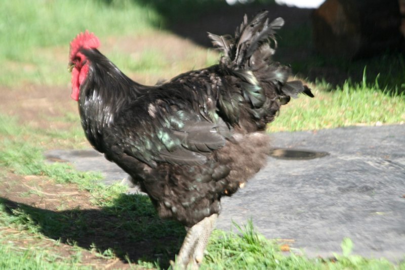 Jersey giant Chicken