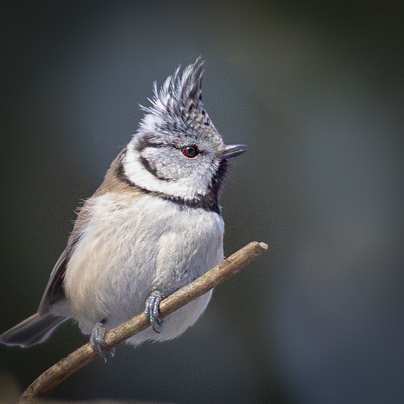 Синица хохлатая (Parus cristatus)