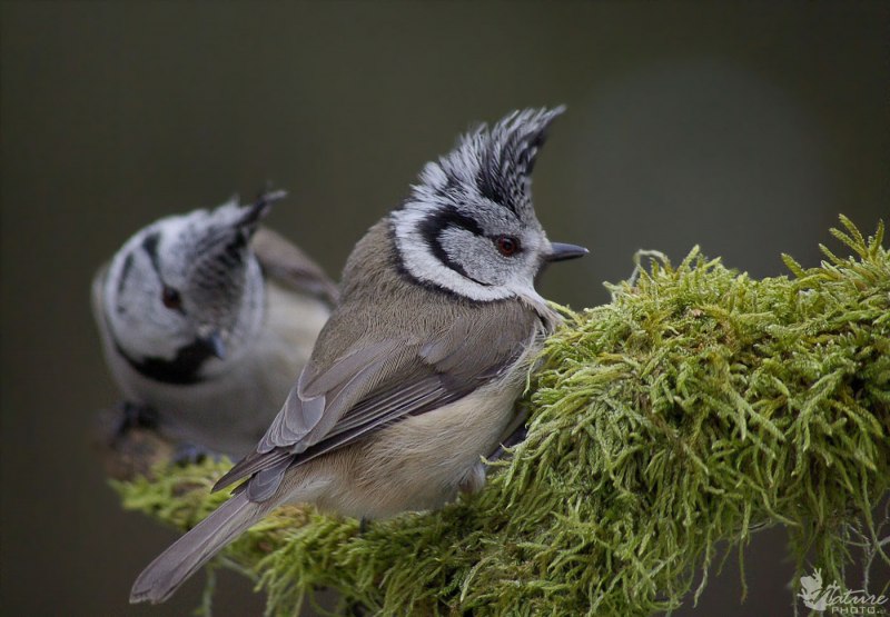 Tufted Titmouse птица