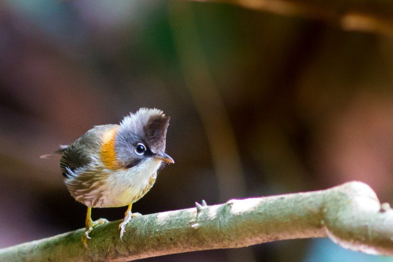 Tufted Titmouse птица