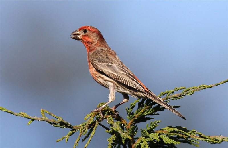 Обыкновенная чечевица (Carpodacus erythrinus)