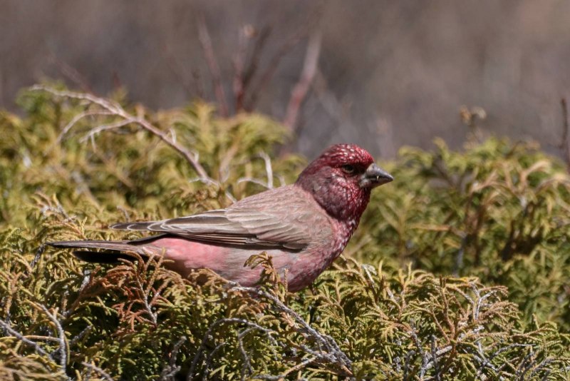 Carpodacus rubicilla