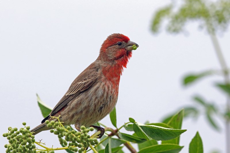 Обыкновенная чечевица (Carpodacus erythrinus)