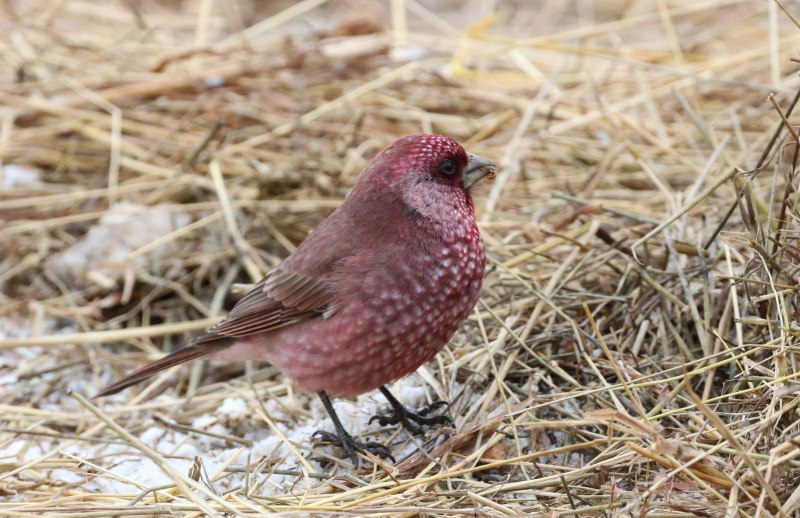 Большая чечевица (Carpodacus rubicilla)