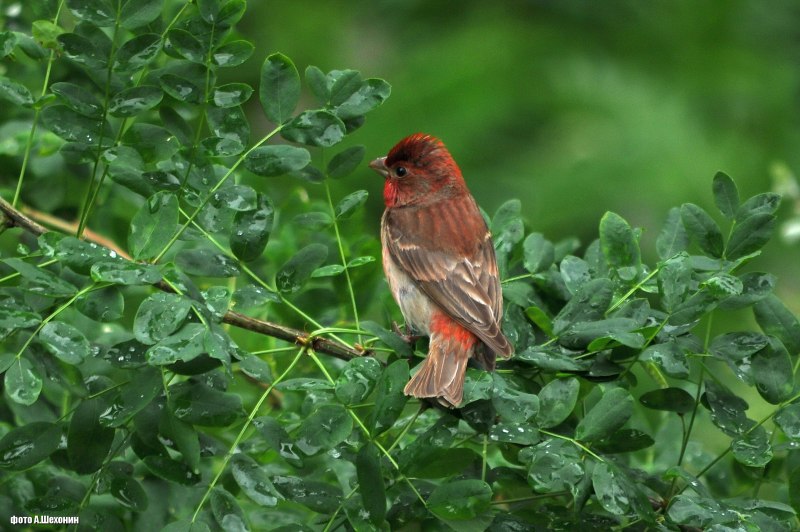 Большая чечевица (Carpodacus rubicilla)