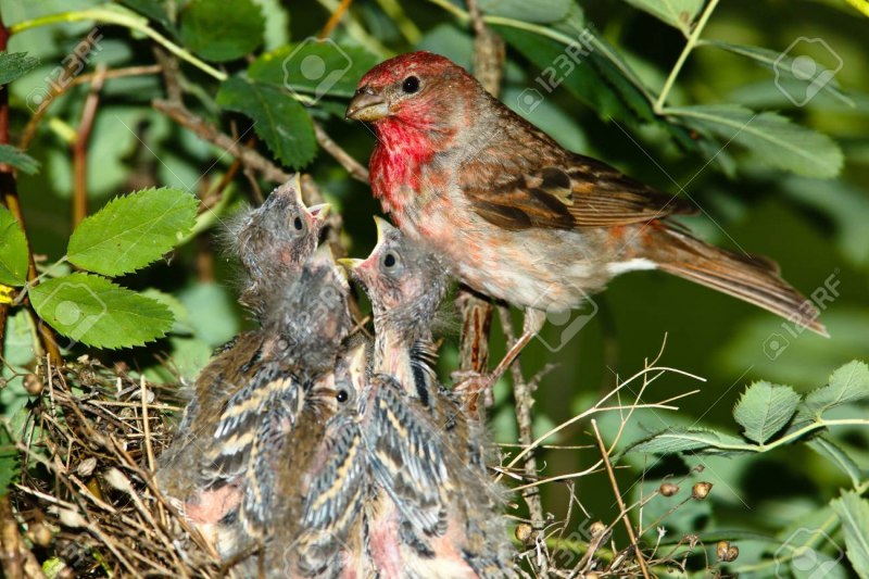 Haemorhous purpureus