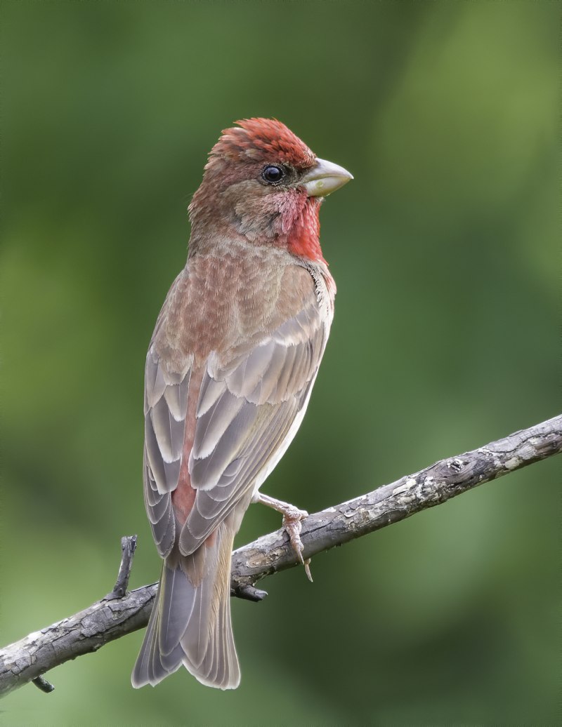 Большая чечевица (Carpodacus rubicilla)