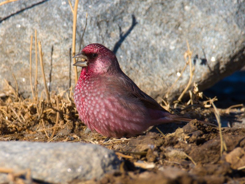 Carpodacus rubicilla