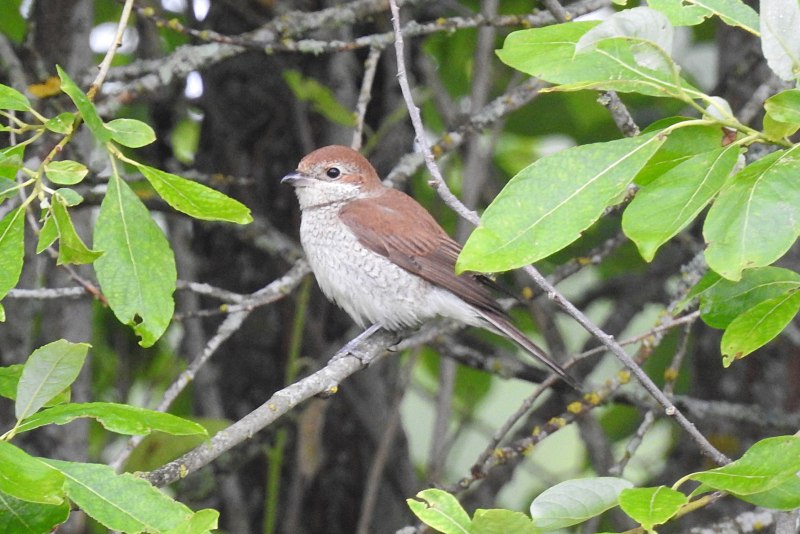 S. sibiricus