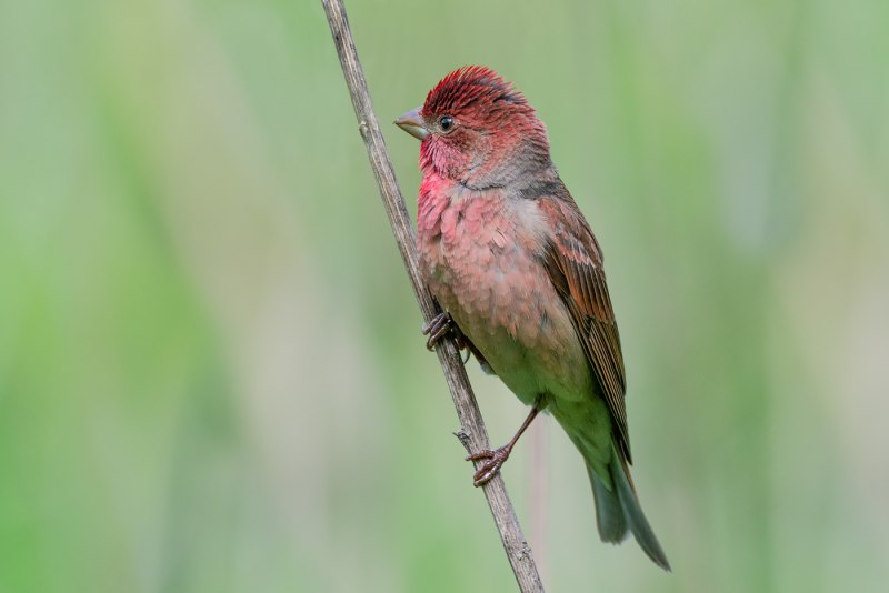 Большая чечевица (Carpodacus rubicilla)