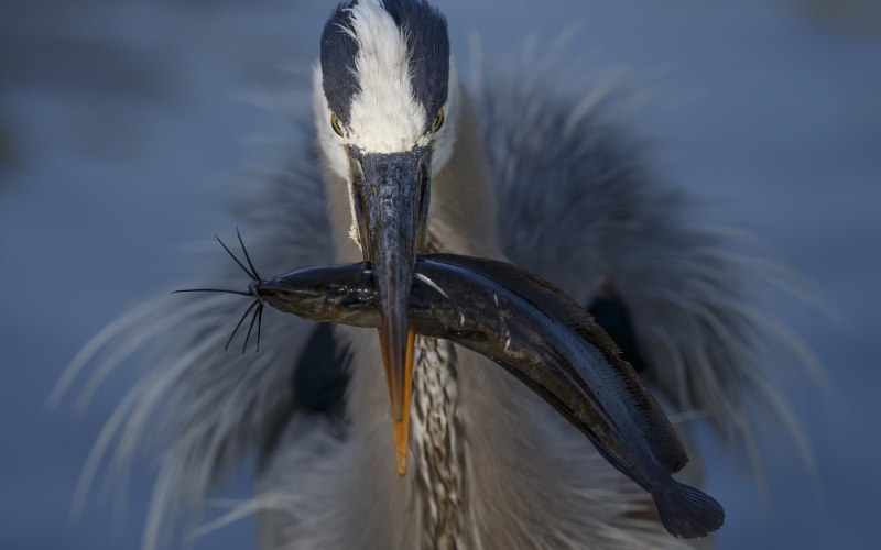 Heron Bird photo