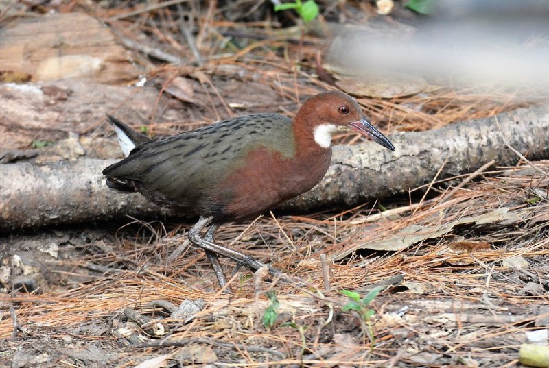 Passenger Pigeon Википедия