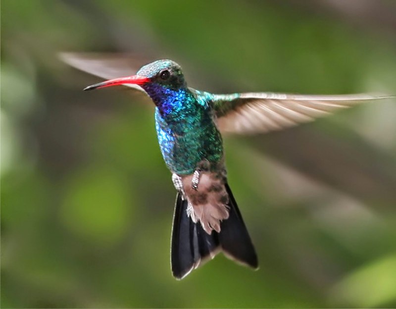 Mellisuga helenae
