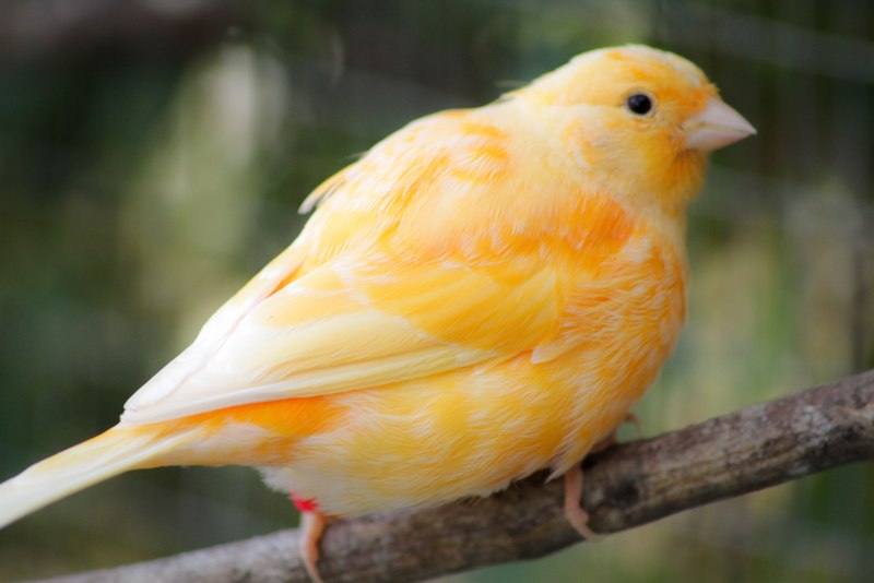 Saffron Finch