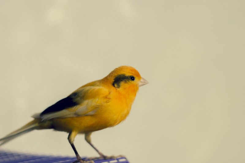 Rehana "Canary" Finch