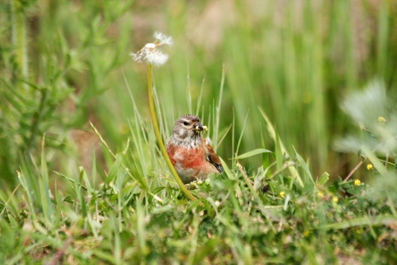 Коноплянка, Реполов (Linaria cannabina)