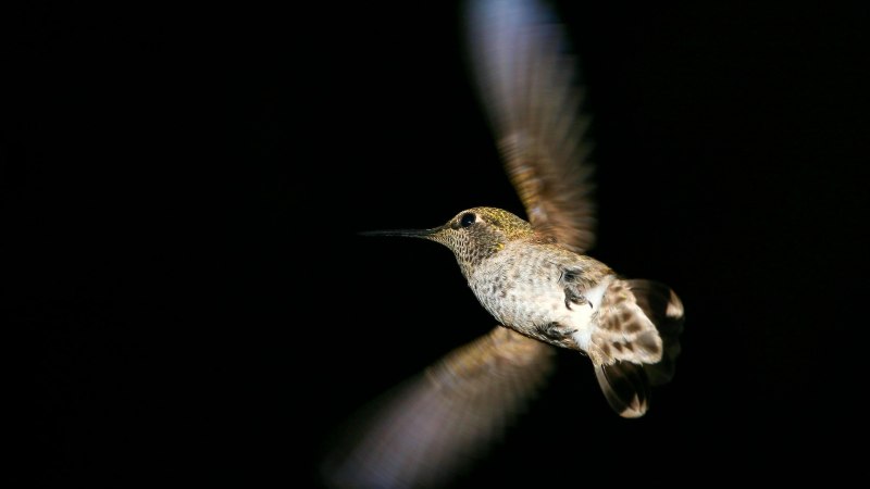Z5 : Hummingbird