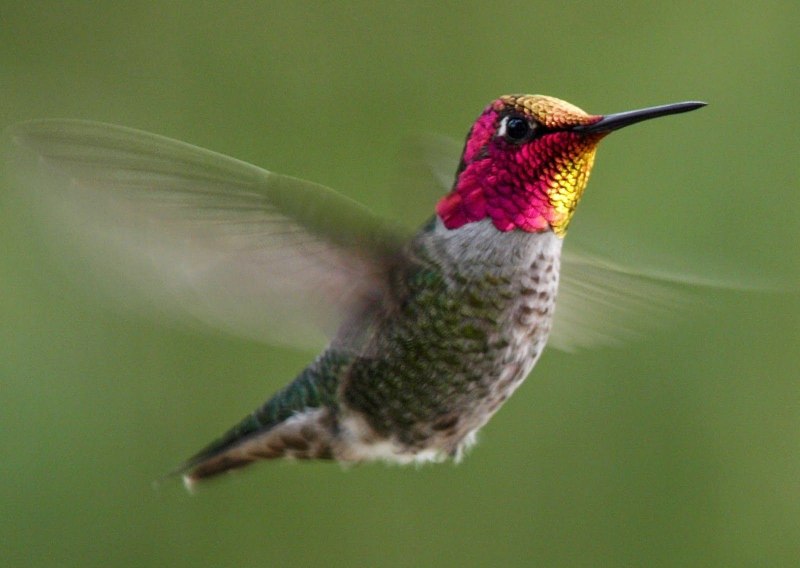 Amazilia brevirostris