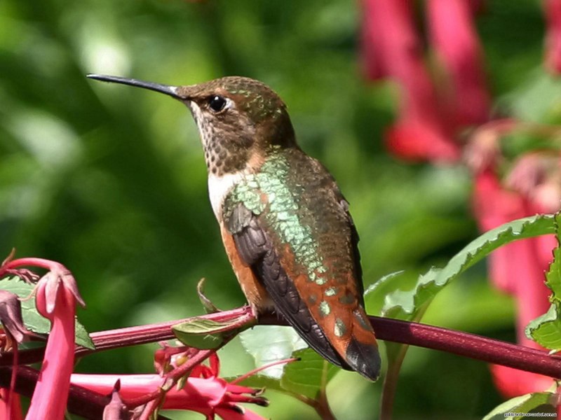 Колибри trochilidae