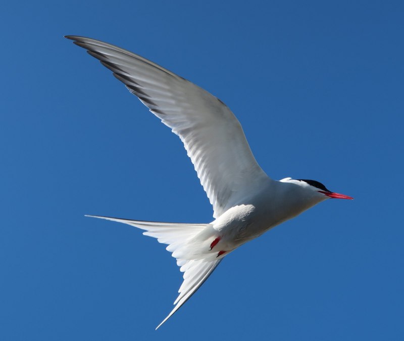 Tyrannus forficatus