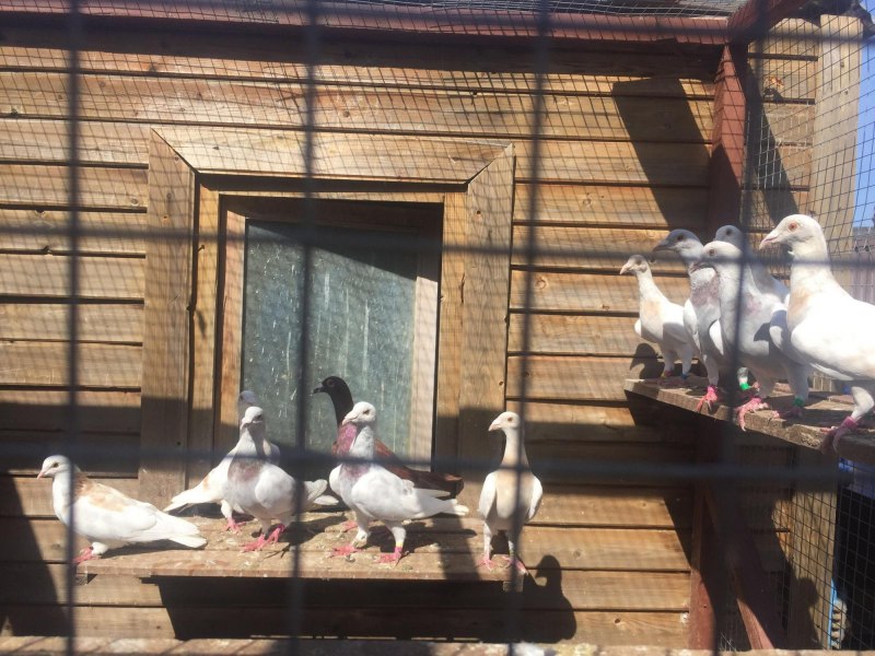Японские почтовые голуби