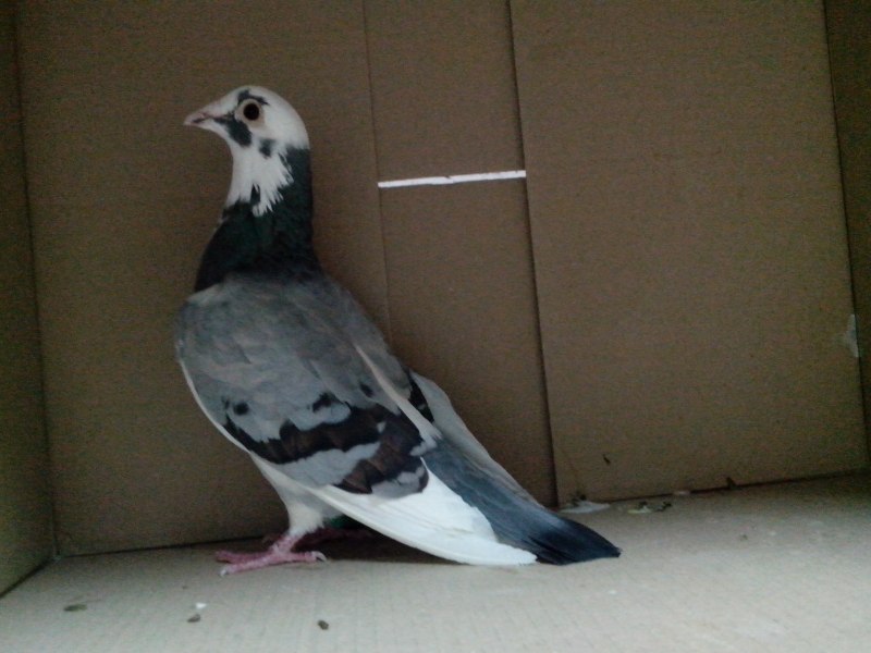 Голуби-Архангелы (Columba Livia)