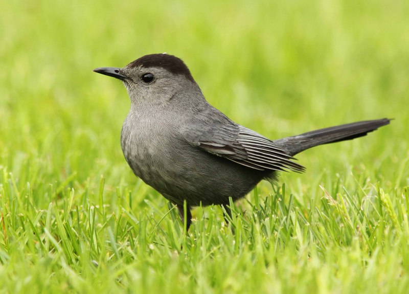 Catbird птица