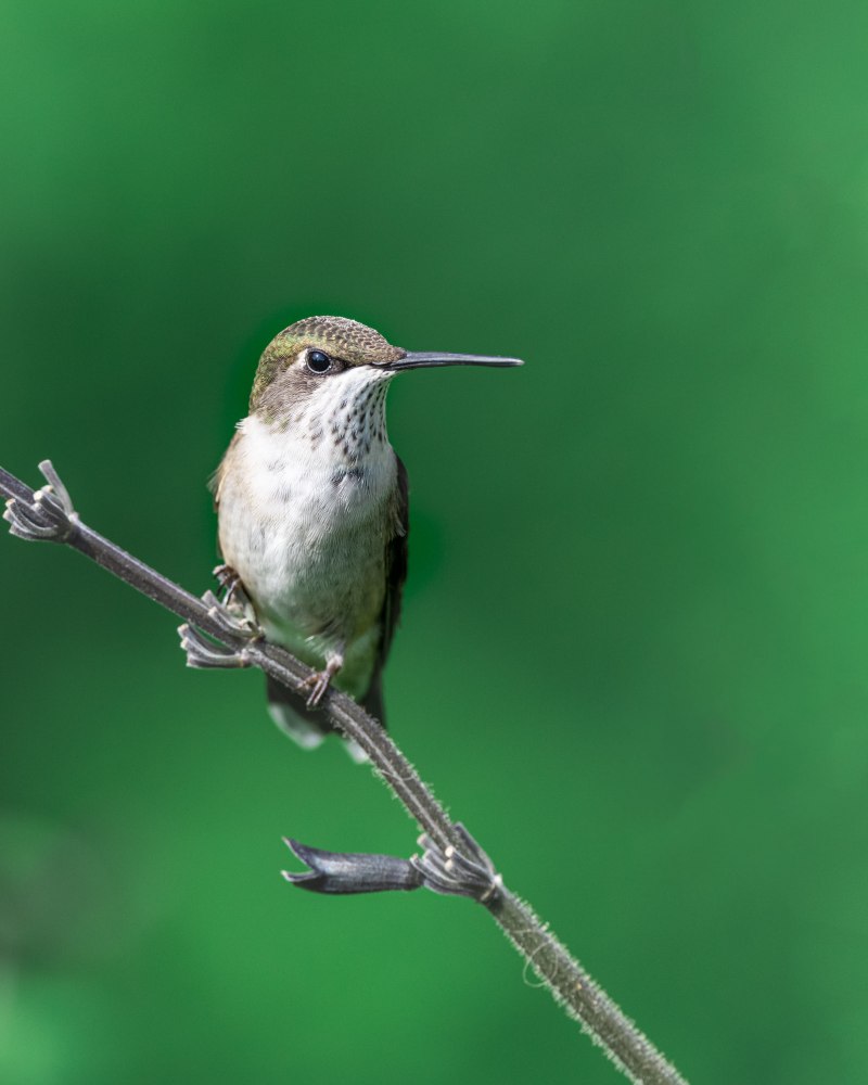 Scolopax rusticola