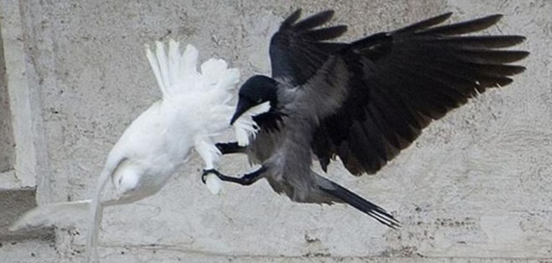 Dove голубь