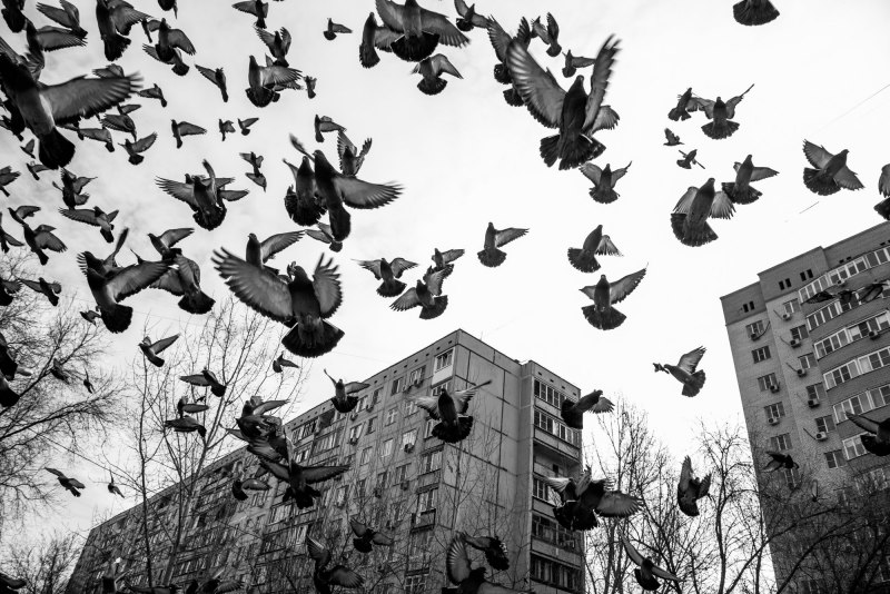 Чайки говорящие шо чёрно белое фото